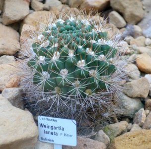 Weingartia lanata - Botanischer Garten, Dresden, Germany - DSC08852