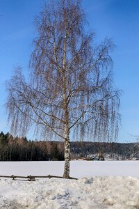 Frost tree cold