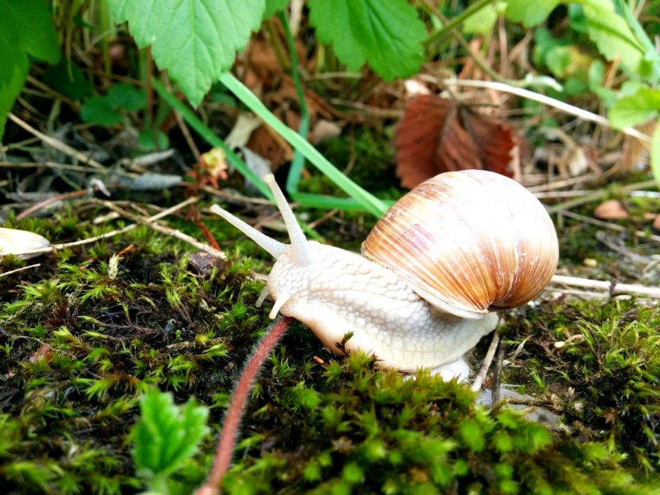 Weinbergschnecke Makro (03)