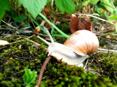 Weinbergschnecke Makro (03)