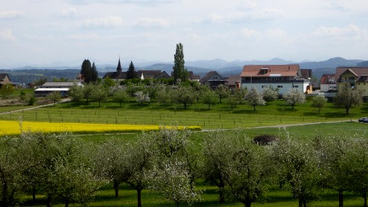 Weiningen (TG)