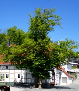 Weine - Linde am Knickberg