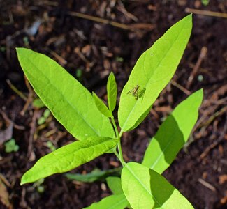 Insect animal milkweed