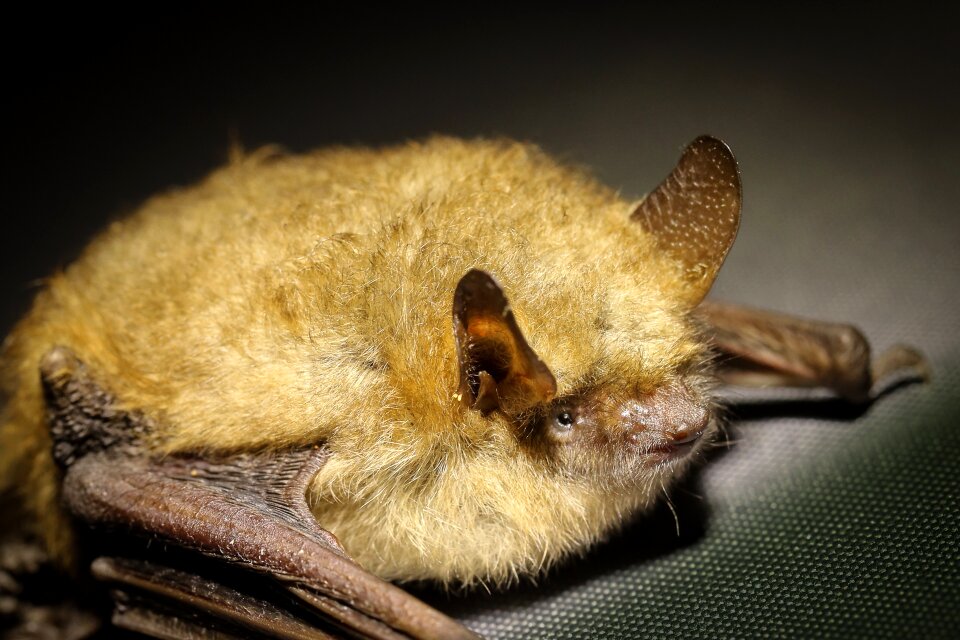 Bat animal bats
