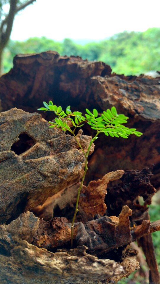 Small plants tree big tree