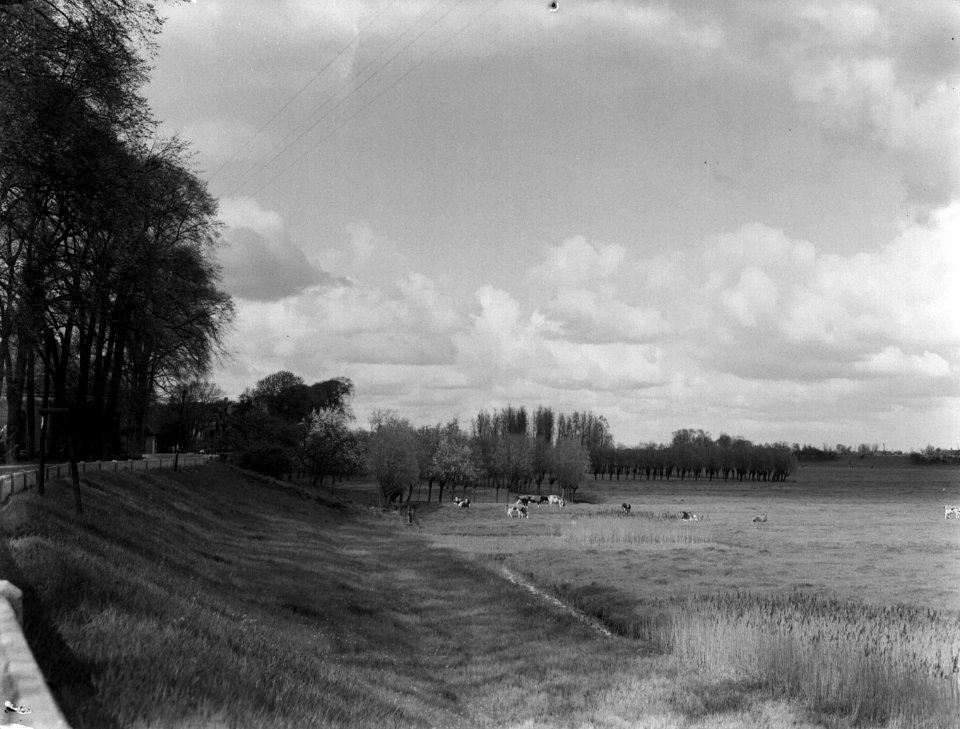 Weiland met koeien onder aan een dijk met bomen in Zuid-Holland, Bestanddeelnr 189-0393