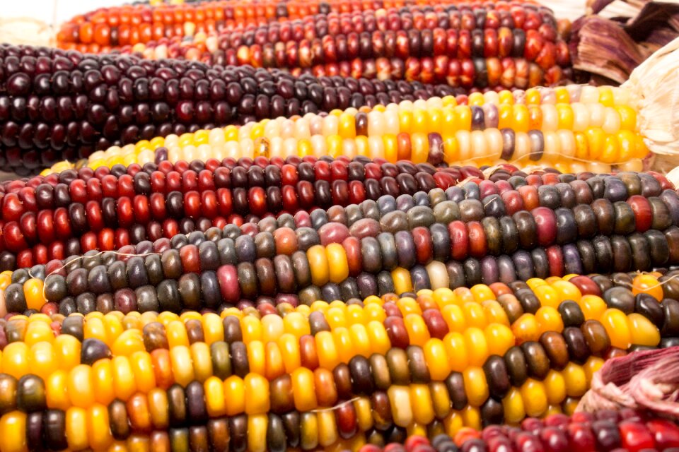 Hazelnut agriculture corncob