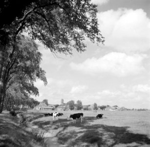 Weiland met koeien op de achtergrond een dorp, Bestanddeelnr 191-0652 photo