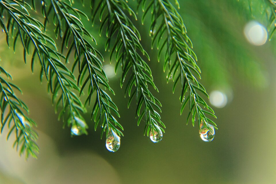 Macro nature photography