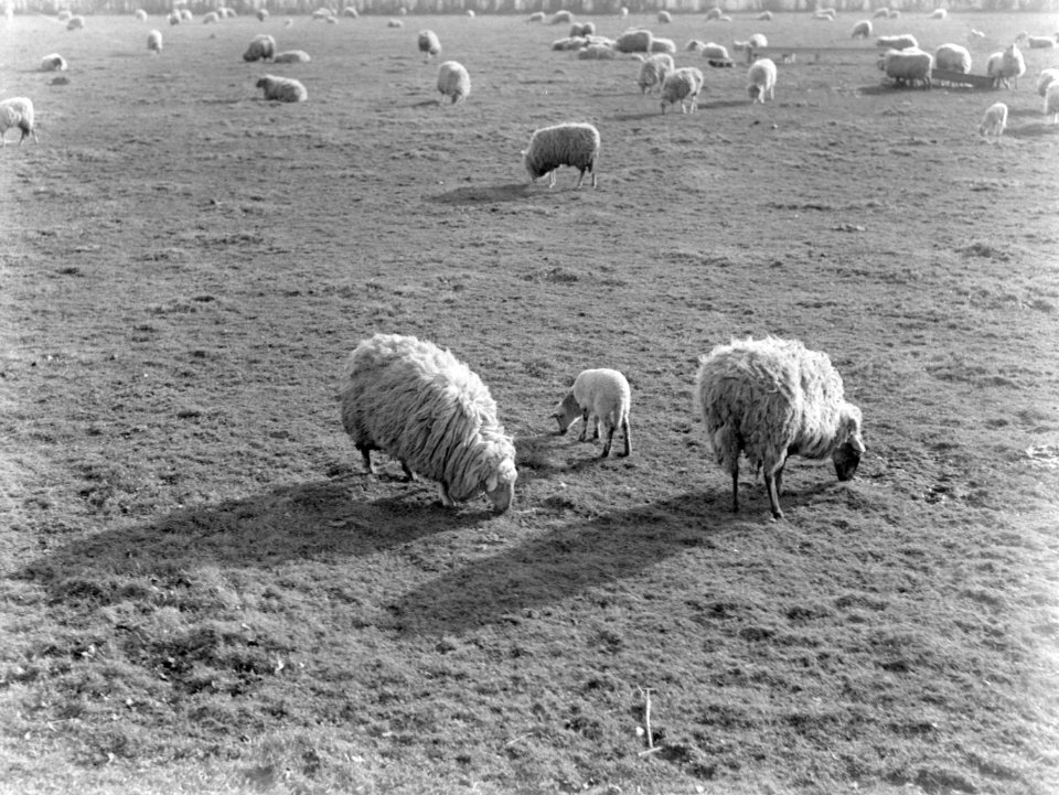 Weiland met schapen en lammetjes, Bestanddeelnr 189-1163
