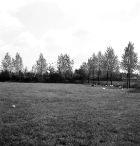 Weilanden, bomen, dieren, Bestanddeelnr 253-6209