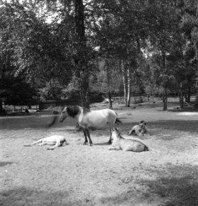 Weilanden, hekken, bomen, dieren, paarden, Bestanddeelnr 253-6117
