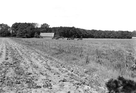 Weilanden, veeteelt, Landgoed Eerde, Bestanddeelnr 192-1151