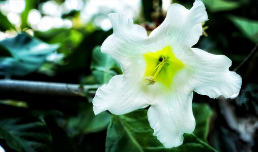 Flower white flora photo