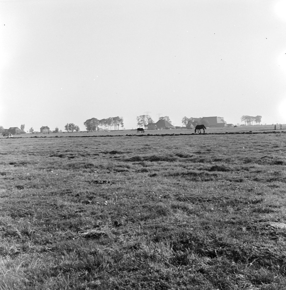 Weilanden, veeteelt, paarden, Bestanddeelnr 251-3253