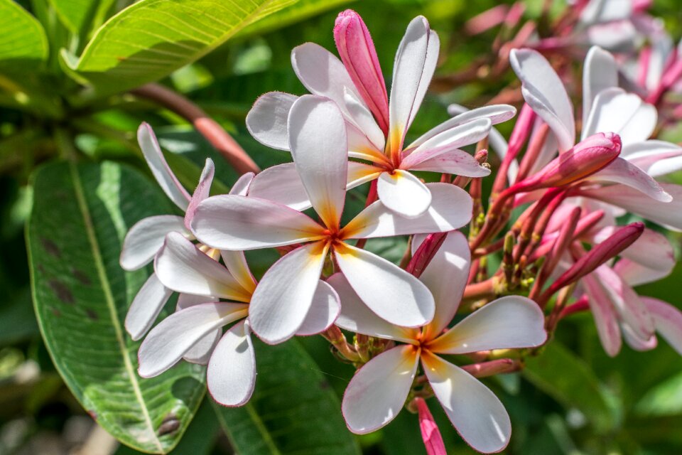 Plant bloom blossom