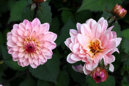Pink flower nature plant