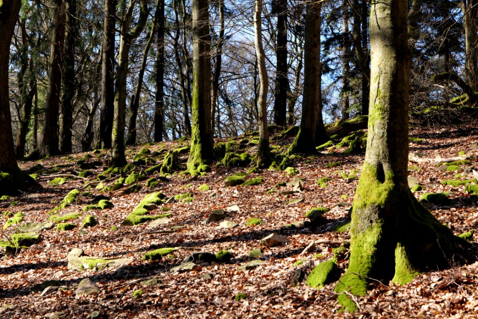 Weiße Mauer Taunus 2020-03-25 03