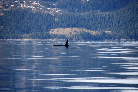 Orca alaska whale