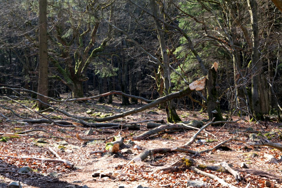 Weiße Mauer Taunus 2020-03-25 46