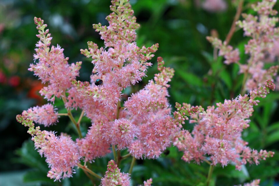 Nature flower a garden plant