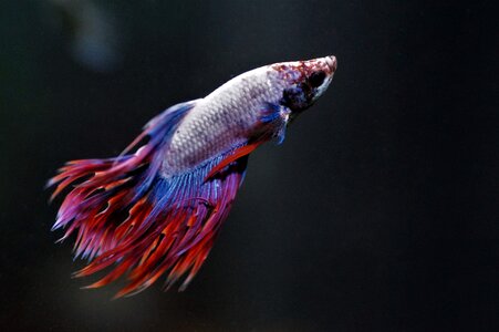 Fish warrior asian