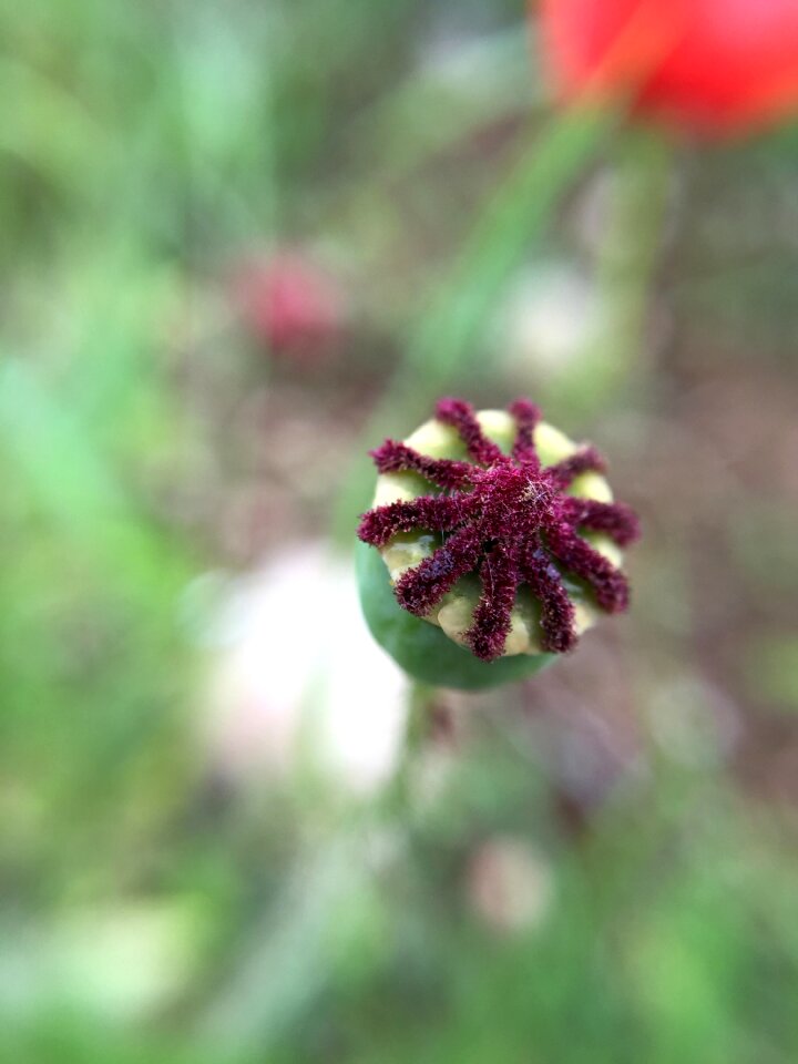 Outdoors approach poppy