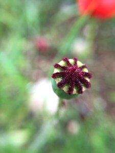 Outdoors approach poppy