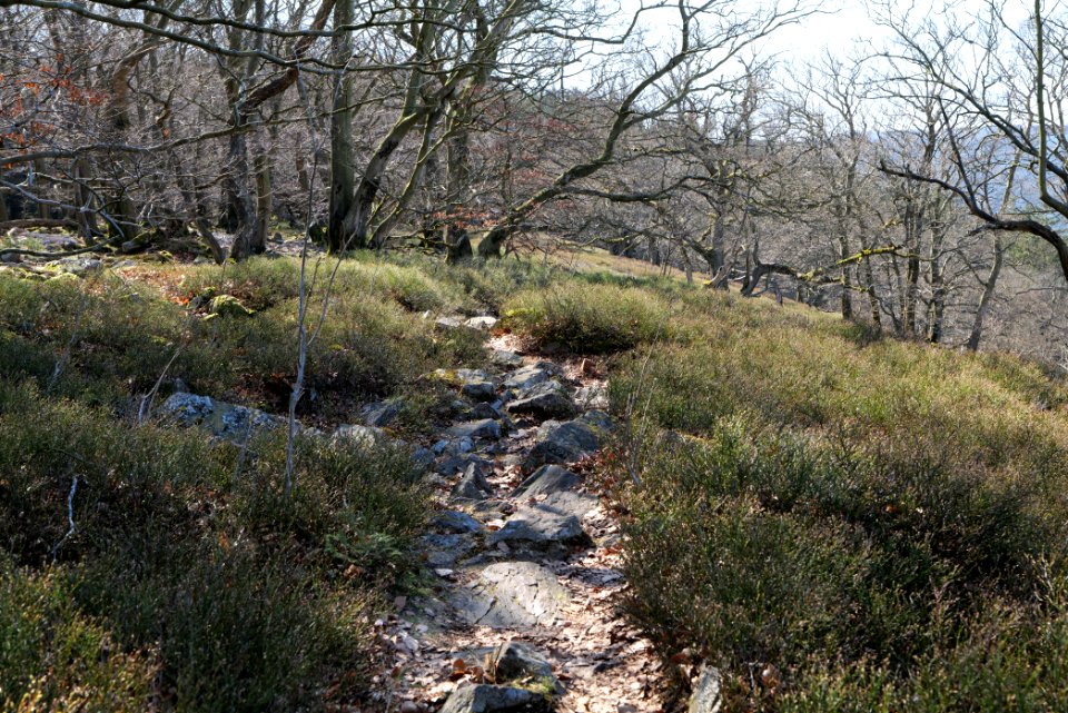 Weiße Mauer Taunus 2020-03-25 30