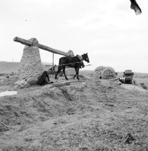 Werkzaamheden, dieren, paarden, Bestanddeelnr 250-8521