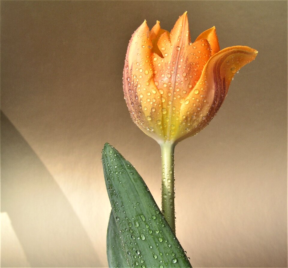 Leaf tulip petal