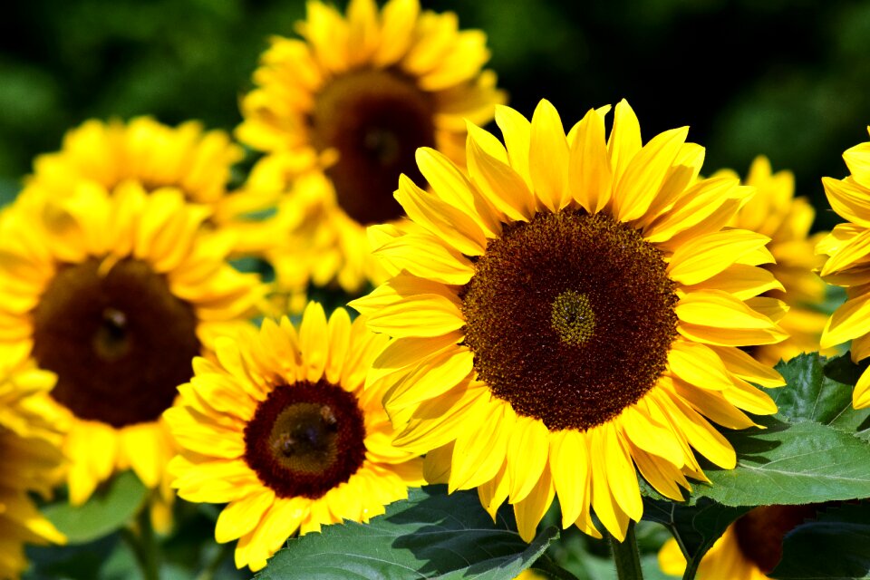 Summer flowers bloom