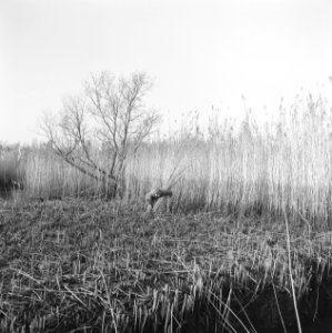 Werkzaamheden, arbeiders, riet, Bestanddeelnr 253-7560