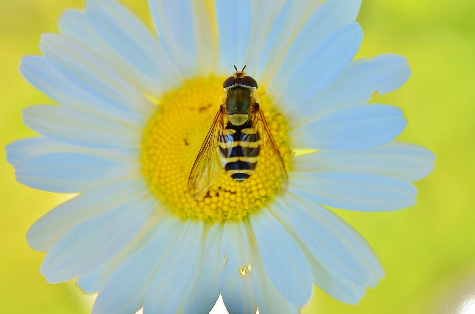 Blossom animal fly