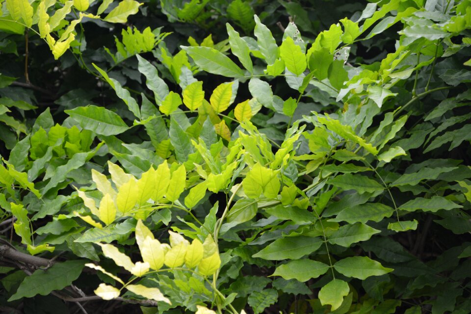 Green leaf green garden