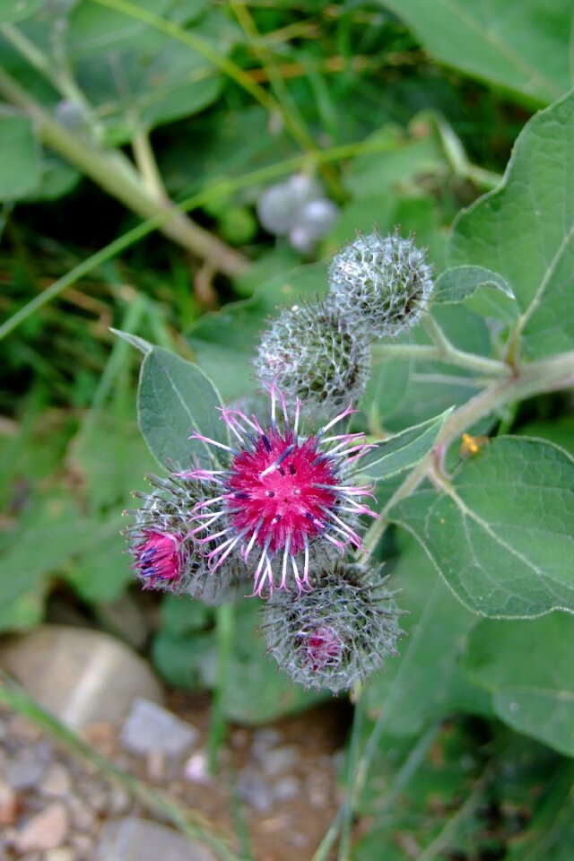 Thistle weed foliage