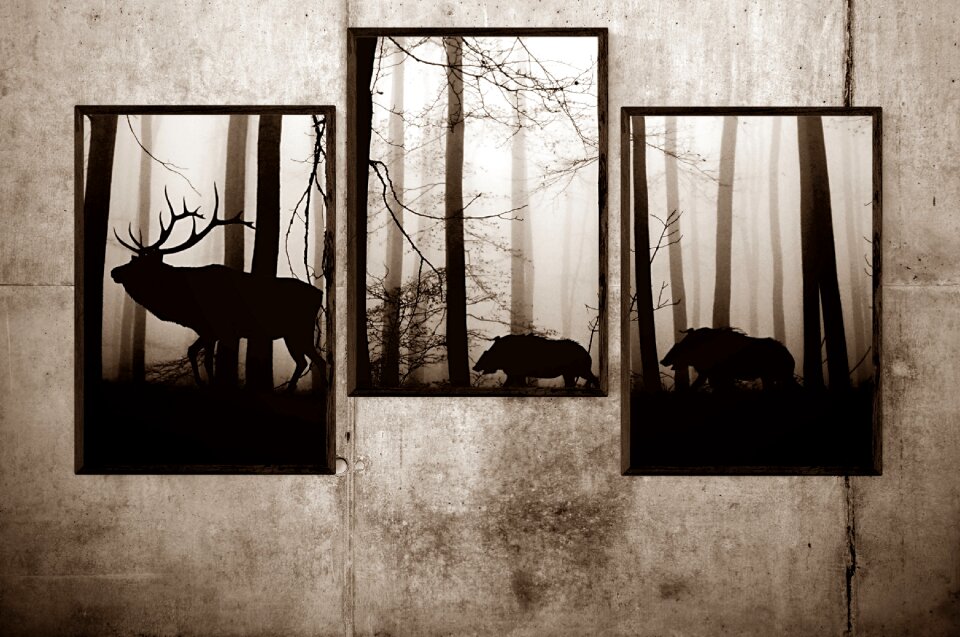 Photo forest wild