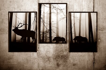 Photo forest wild