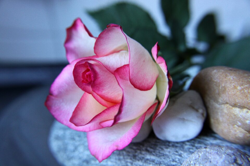 Plant blossom bloom