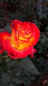 Natural gardening love
