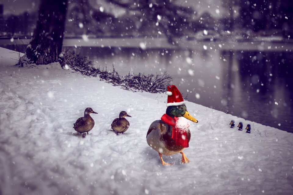 Photomontage advent christmas decoration