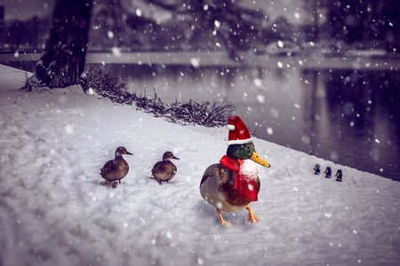Photomontage advent christmas decoration
