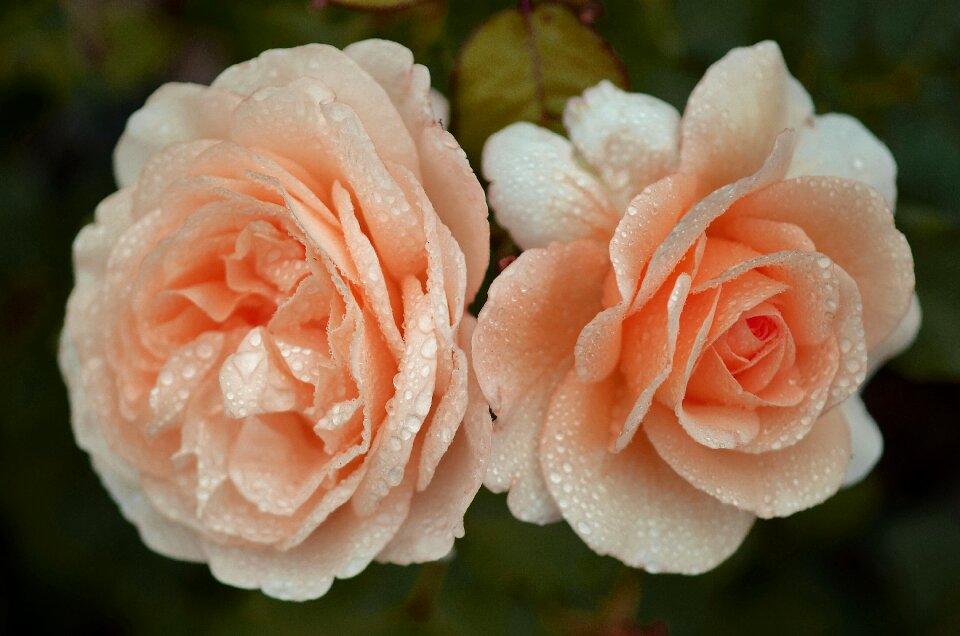 Nature blossom summer