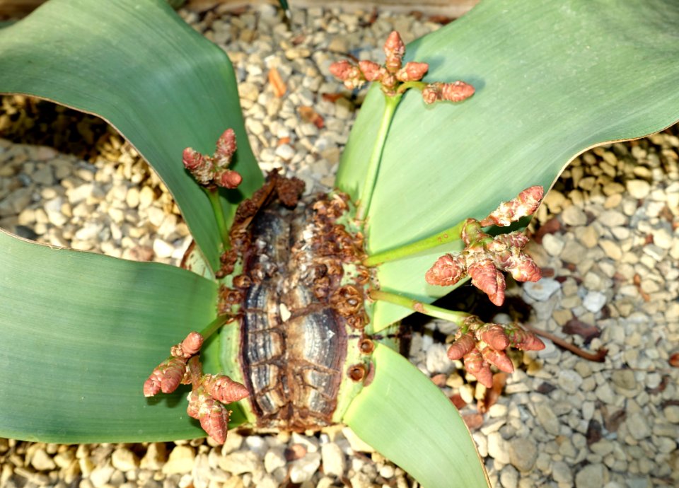 Welwitschia mirabilis - Bergianska trädgården - Stockholm, Sweden - DSC00472