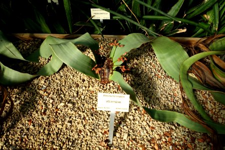 Welwitschia mirabilis - Bergianska trädgården - Stockholm, Sweden - DSC00471