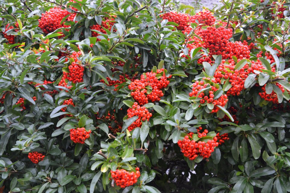 Green hedge red green shrub