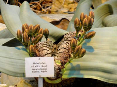 Welwitschia mirabilis - Palmengarten Frankfurt - DSC01748