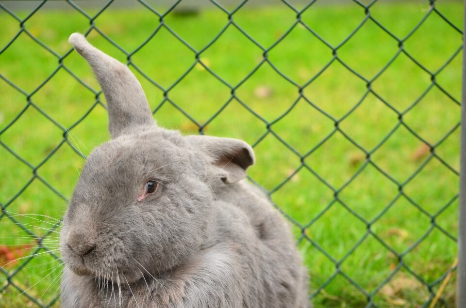 Fence petting outdoor