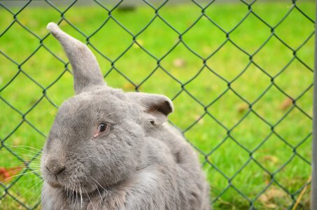 Fence petting outdoor