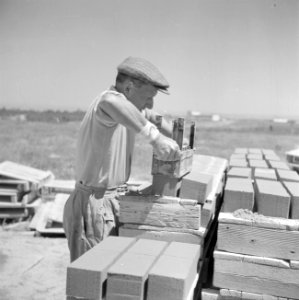 Werknemer van een steenfabriek aan het werk bij het stapelen van pas gevormde st, Bestanddeelnr 255-1281 photo